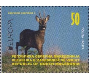 Roe Deer (Capreolus capreolus) - Macedonia / North Macedonia 2021 - 50