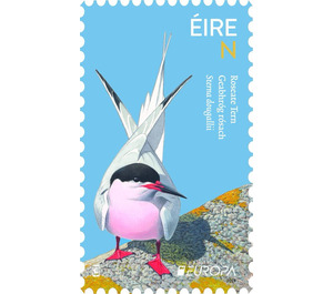 Roseate Tern (Sterna dougallii) - Ireland 2019