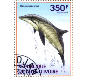 Rough-toothed Dolphin (Steno bredanensis) - West Africa / Ivory Coast 2014 - 350