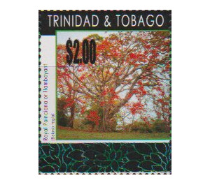 Royal poinciana tree - Caribbean / Trinidad and Tobago 2019 - 2