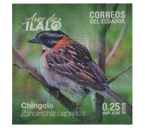 Rufous-collared Sparrow (Zonotrichia capensis) - South America / Ecuador 2019 - 0.25