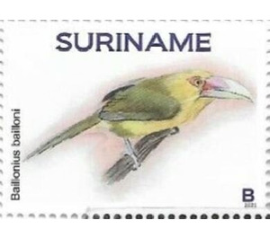 Saffron toucanet (Pteroglossus bailloni) - South America / Suriname 2021