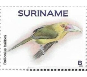 Saffron toucanet (Pteroglossus bailloni) - South America / Suriname 2021