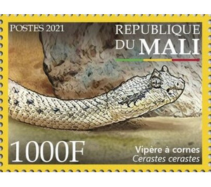 Saharan Horned Viper (Cerastes cerastes) - West Africa / Mali 2021