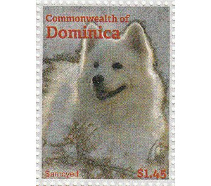 Samoyed (Canis lupus familiaris) - Caribbean / Dominica 2013 - 1.45