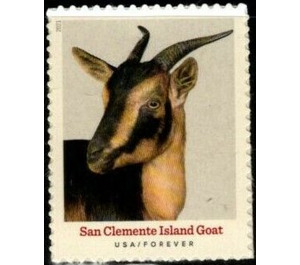 San Clemente Island Goat - United States of America 2021