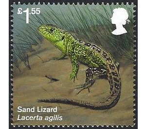 Sand Lizard (Lacerta agilis) - United Kingdom 2018 - 1.55