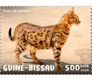 Savannah Cat - West Africa / Guinea-Bissau 2020 - 500