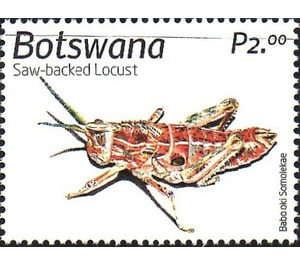 Saw-Backed Locust - South Africa / Botswana 2019 - 2