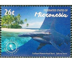 Scalloped hammerhead shark - Micronesia / Micronesia, Federated States 2015 - 26