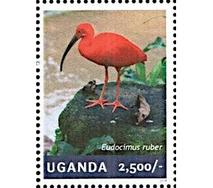 Scarlet Ibis (Eudocimus ruber) - East Africa / Uganda 2014