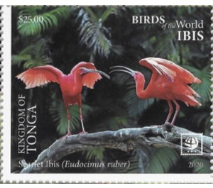 Scarlet Ibis (Eudocimus ruber) - Polynesia / Tonga 2020