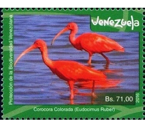 Scarlet Ibis (Eudocimus ruber) - South America / Venezuela 2016 - 71