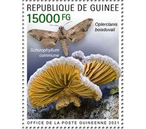 Schizophyllum commune - West Africa / Guinea 2021