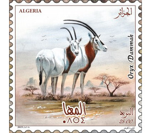 Scimitar-Horned Oryx (Oryx dammah) - North Africa / Algeria 2019 - 25