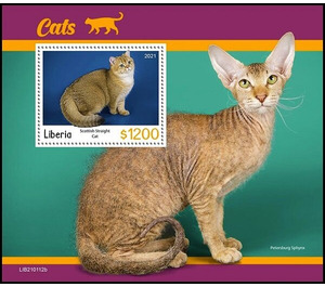 Scottish Straight Cat - West Africa / Liberia 2021