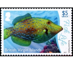Scrawled Filefish - Caribbean / British Virgin Islands 2017 - 5