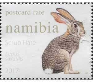 Scrub Hare (Lepus saxatilis) - South Africa / Namibia 2017