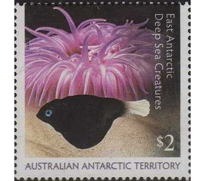 Sea anemone and fish - Australian Antarctic Territory 2017 - 2