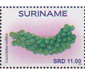 Sea Grape (Coccoloba uvifera) - South America / Suriname 2020 - 11