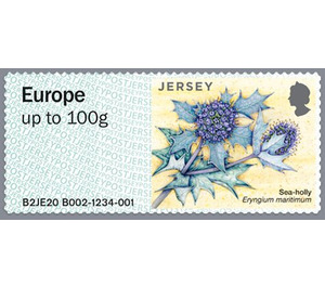 Sea Holly - Jersey 2020