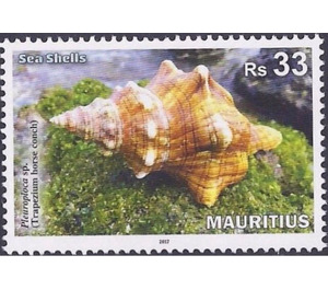 Sea Shells of Mauritius - East Africa / Mauritius 2017 - 33