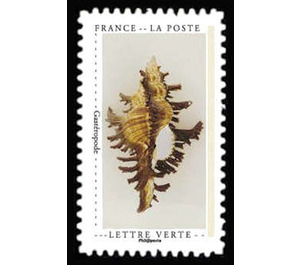 Seashell - France 2020