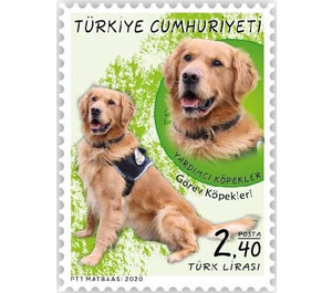 Security Dog, Golden Retriever (Canis lupus familiaris) - Turkey 2020 - 2.40