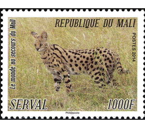 Serval (Leptailurus serval) - West Africa / Mali 2014