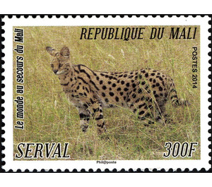 Serval (Leptailurus serval) - West Africa / Mali 2014 - 300