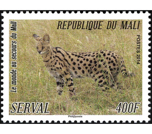Serval (Leptailurus serval) - West Africa / Mali 2014 - 400