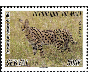 Serval (Leptailurus serval) - West Africa / Mali 2014 - 500