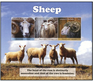 Sheep - Caribbean / Antigua and Barbuda 2020