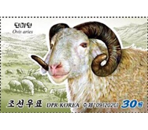 Sheep (Ovis aries) - North Korea 2020 - 30