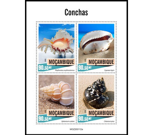 Shells - East Africa / Mozambique 2020