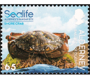 Shore Crab - Alderney 2020 - 65