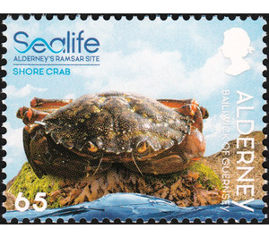 Shore Crab - Alderney 2020 - 65