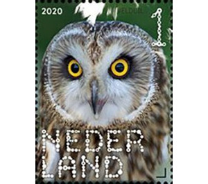 Short-Eared Owl (Asio flammeus) - Netherlands 2020 - 1