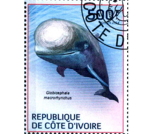 Short-finned Pilot Whale (Globicephala macrorhynchus) - West Africa / Ivory Coast 2014 - 500