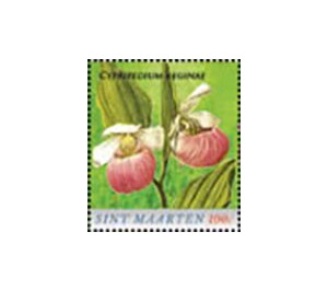 Showy lady's slippers (Cypripedium reginae) - Caribbean / Sint Maarten 2020