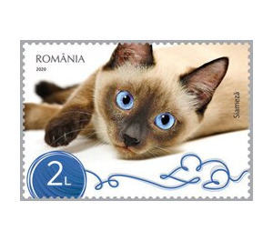 Siamese Cat - Romania 2020 - 2