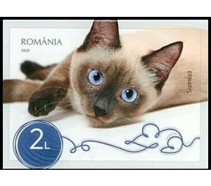 Siamese Cat - Romania 2020 - 2