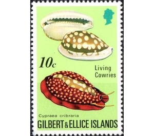 Sieve Cowry (Cypraea cribraria) - Micronesia / Gilbert and Ellice Islands 1975 - 10