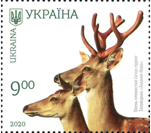 Sika Deer (Cervus nippon) - Ukraine 2020 - 9