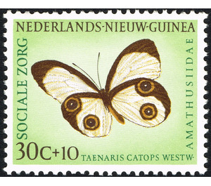 Silky Owl (Taenaris catops) - Melanesia / Netherlands New Guinea 1960