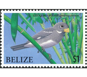 Slate-colored Seedeater    Sporophila schistacea - Central America / Belize 2009 - 1