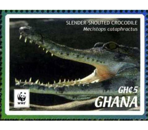 Slender-snouted Crocodile (Crocodylus cataphractus) - West Africa / Ghana 2016 - 5