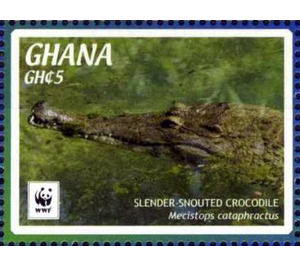 Slender-snouted Crocodile (Crocodylus cataphractus) - West Africa / Ghana 2016 - 5