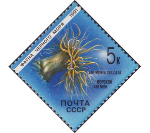 Snakelocks Anemone (Anemonia sulcata) - Russia / Soviet Union 1991 - 5