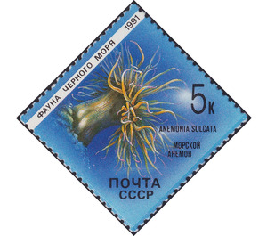 Snakelocks Anemone (Anemonia sulcata) - Russia / Soviet Union 1991 - 5